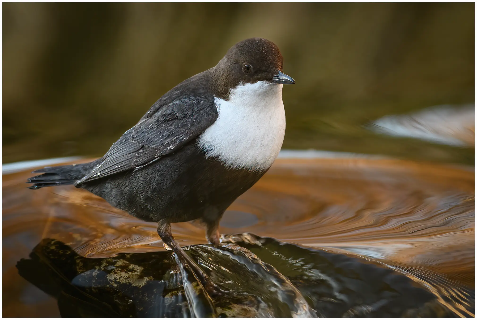 Wasseramsel