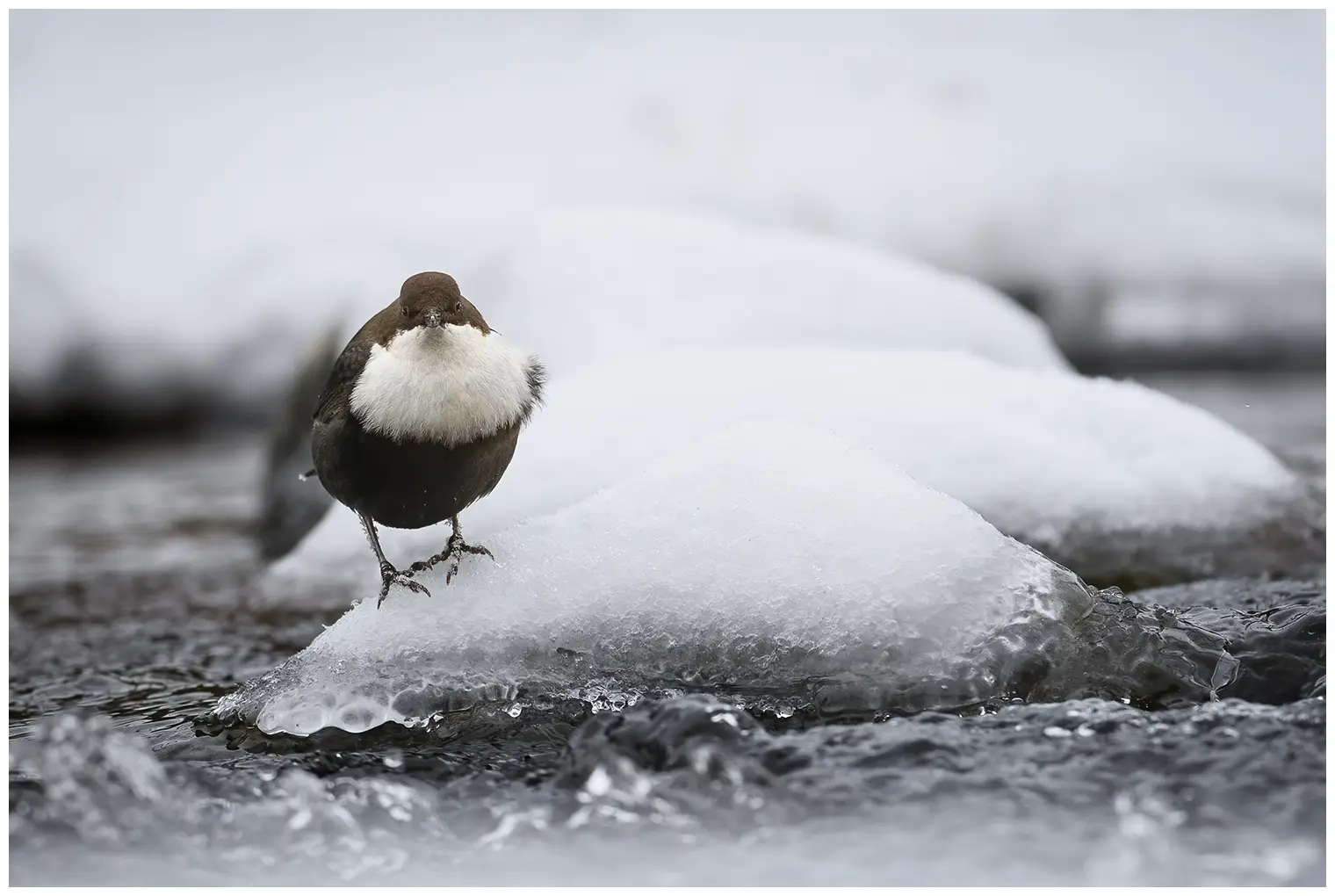 Wasseramsel