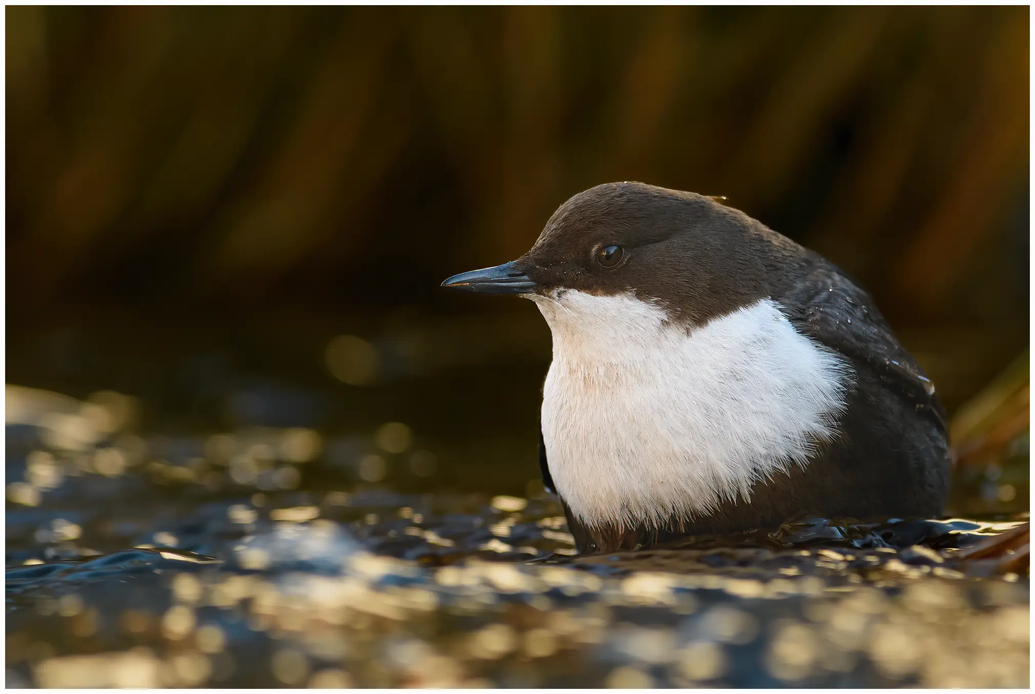 Wasseramsel