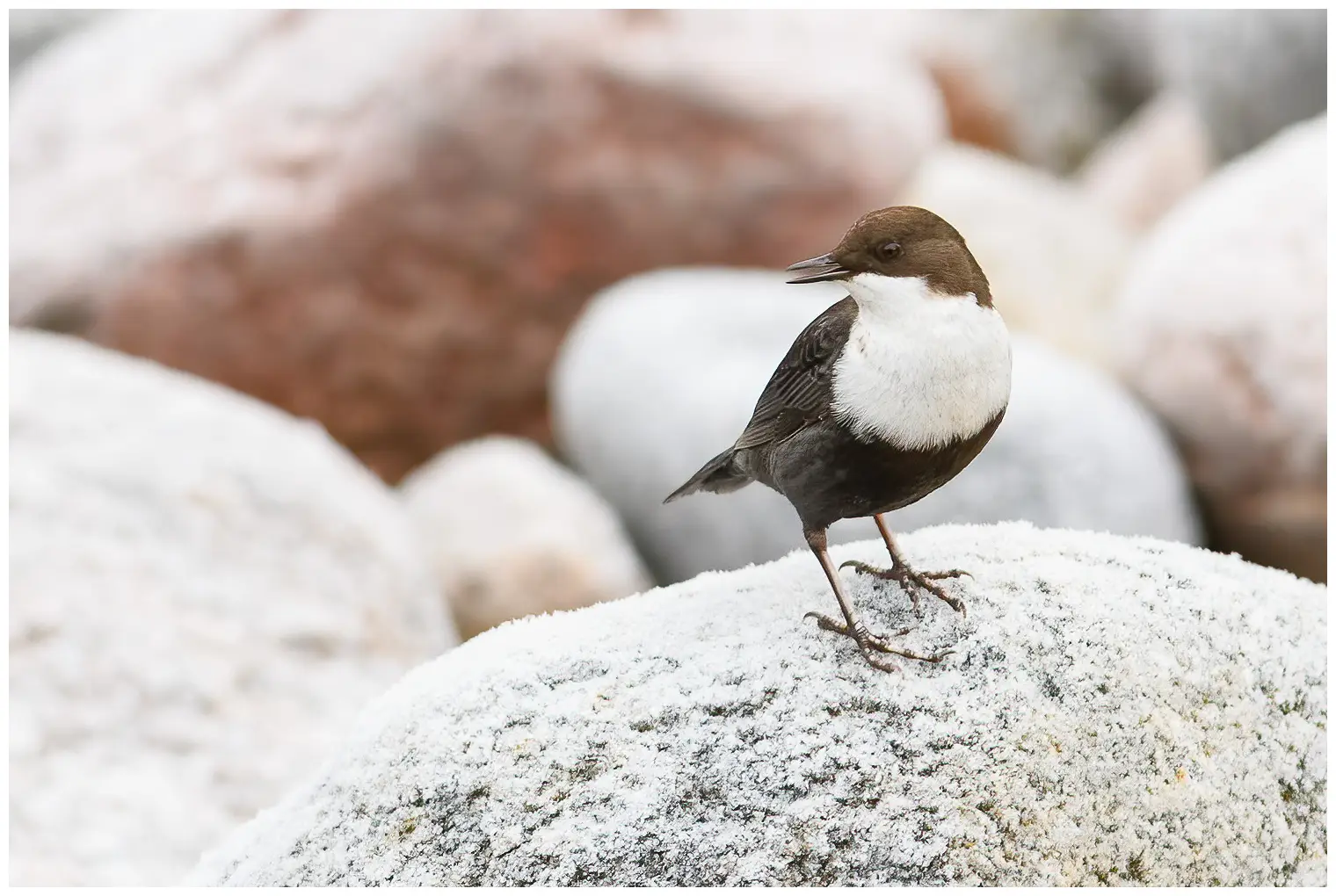 Wasseramsel