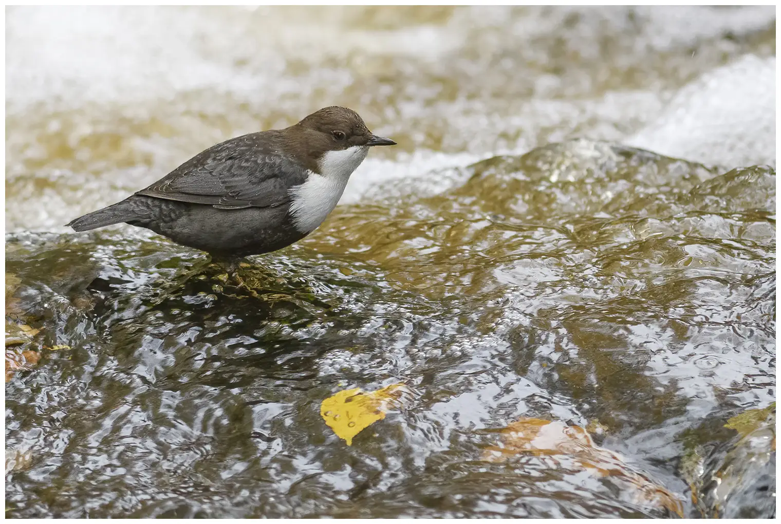 Wasseramsel