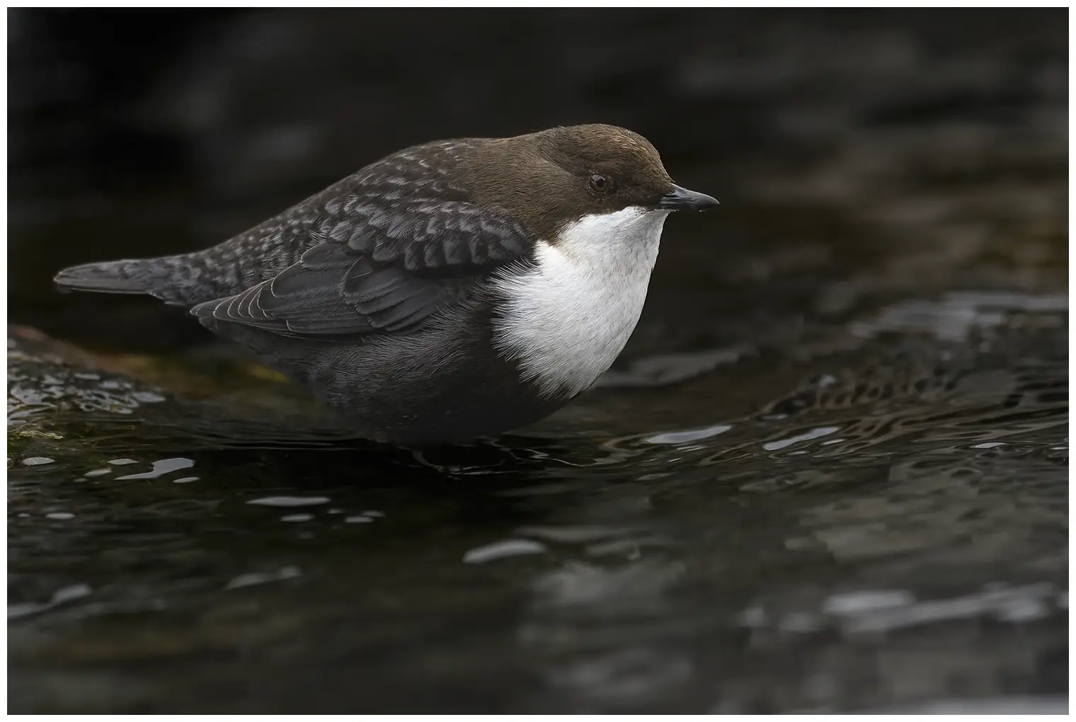 Wasseramsel