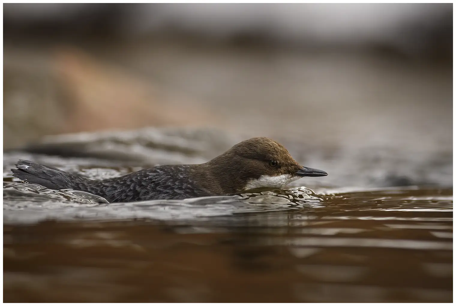 Wasseramsel