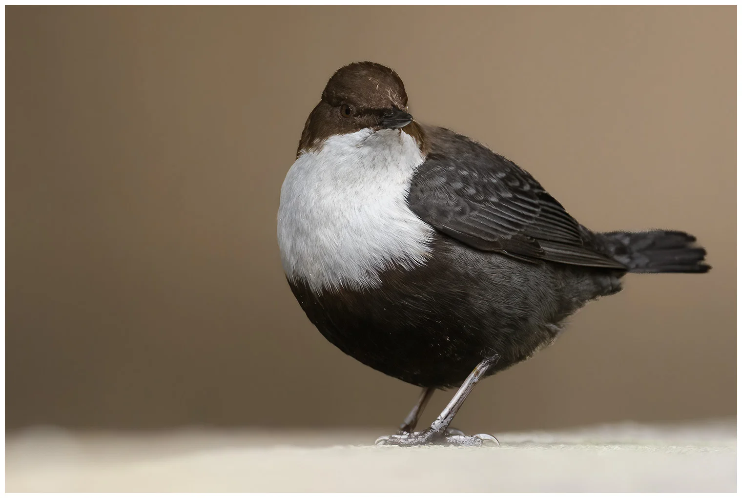 Wasseramsel