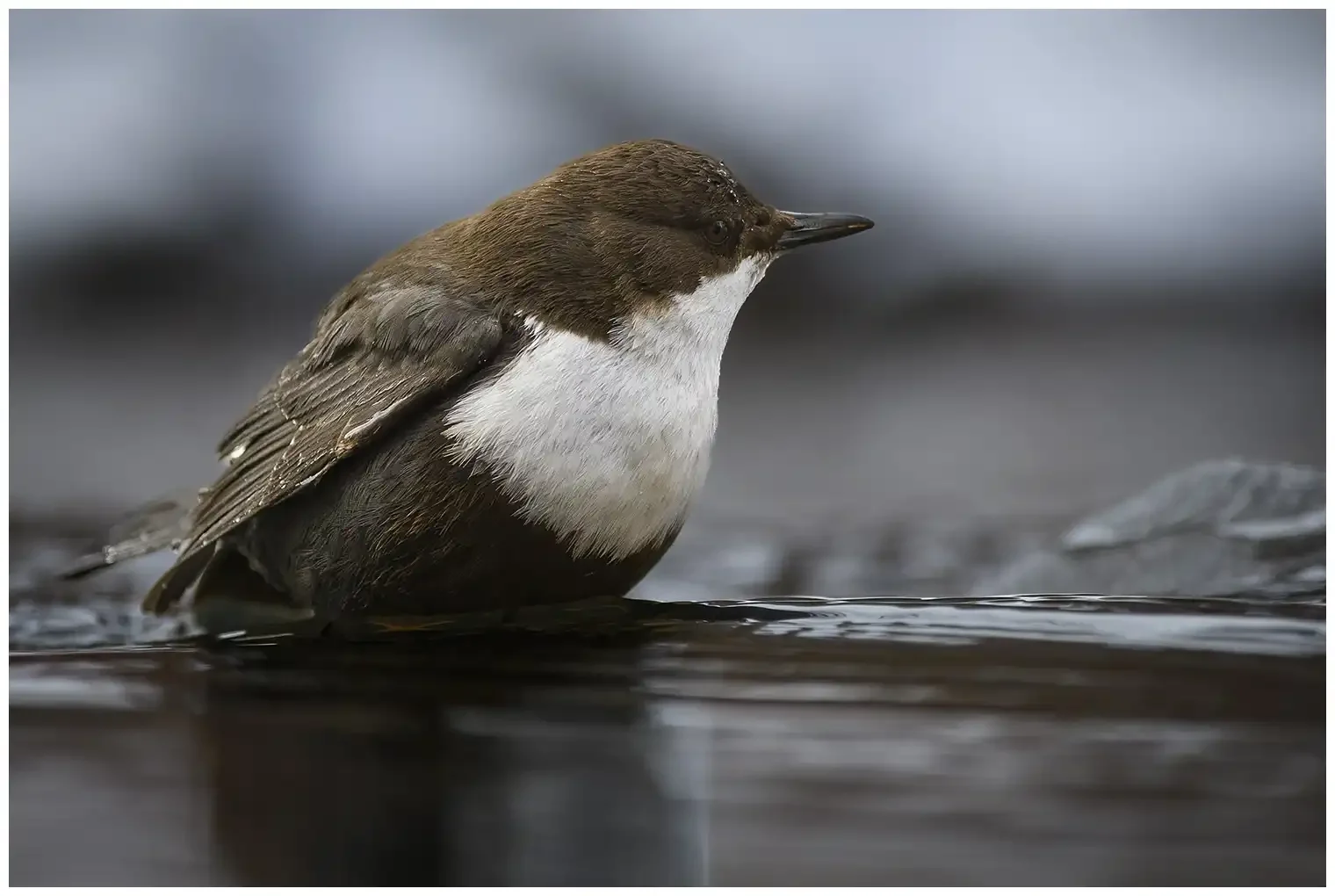 Wasseramsel