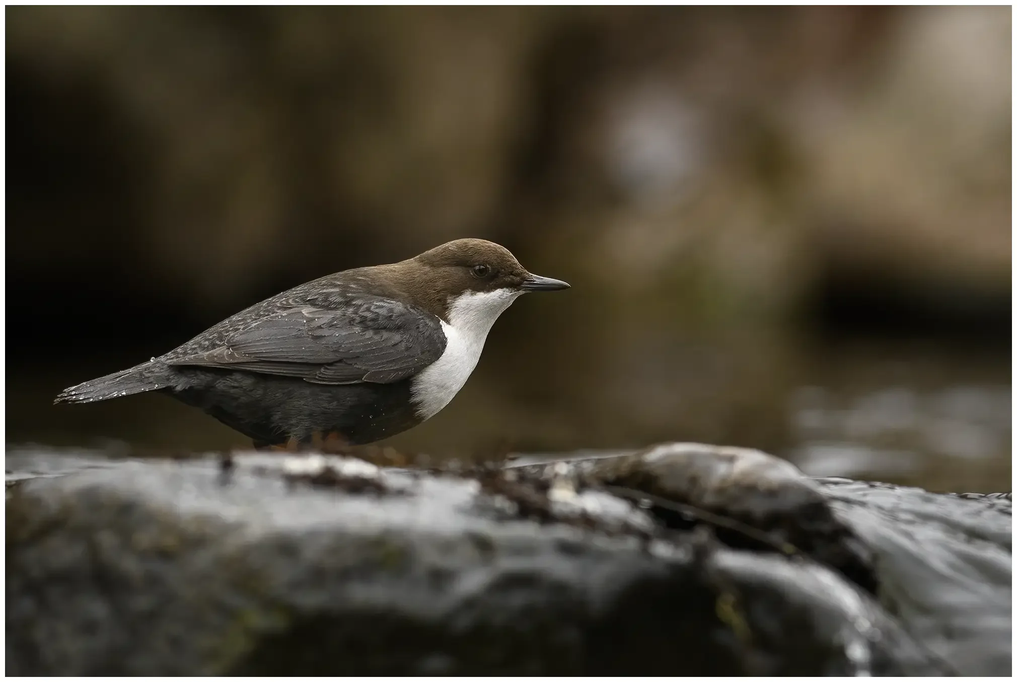 Wasseramsel