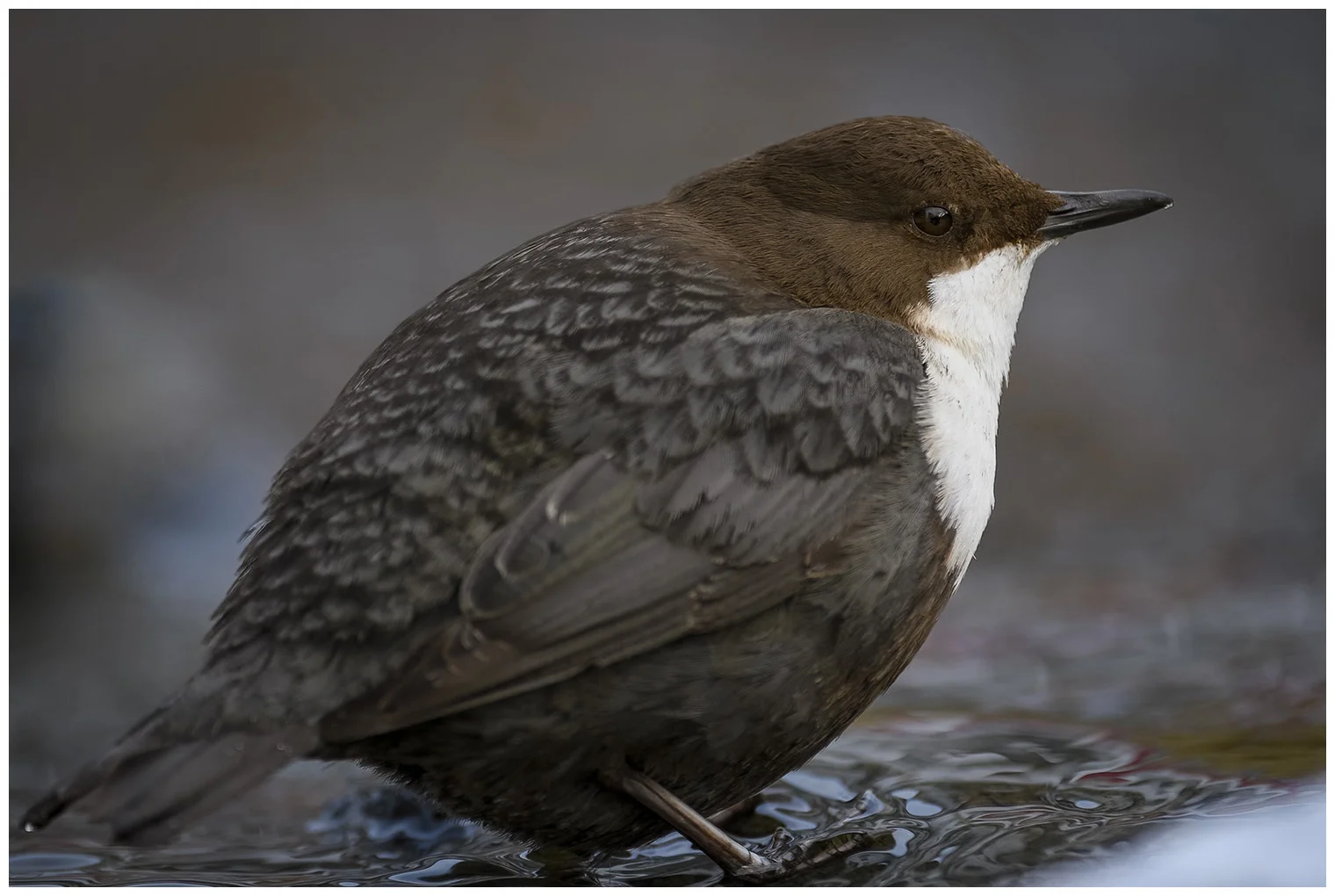 Wasseramsel