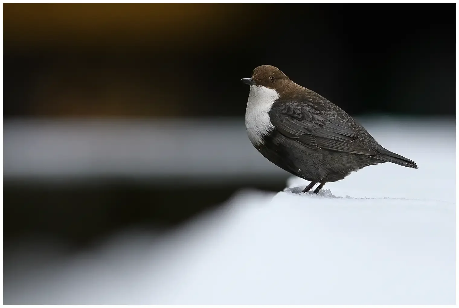 Wasseramsel