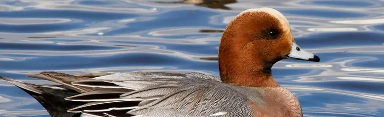 Eine Pfeifente liegt auf dem Wasser inmitten eines Schwarmes von Pfeifenten.