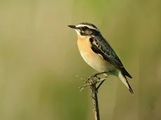 Braunkehlchen