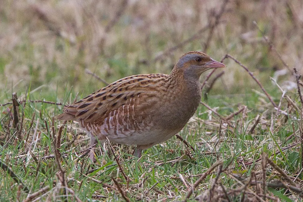 Wachtelkönig