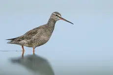 Dunkler Wasserläufer