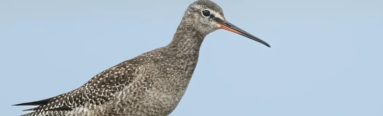 Dunkler Wasserläufer
