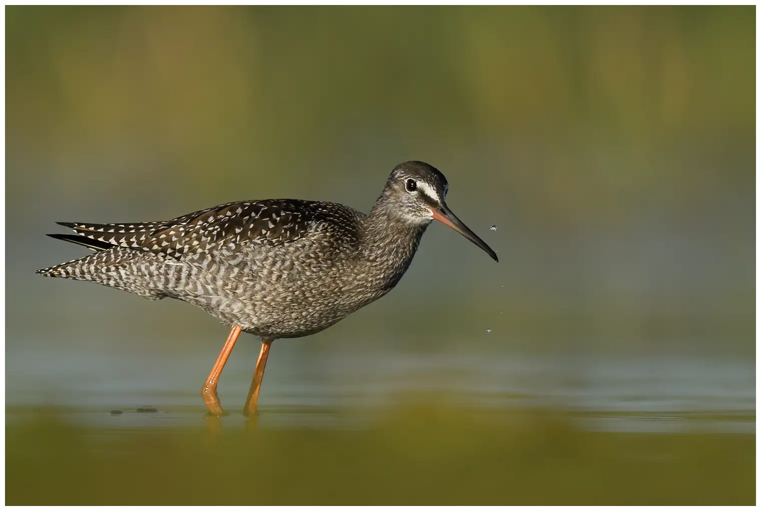 Dunkler Wasserläufer