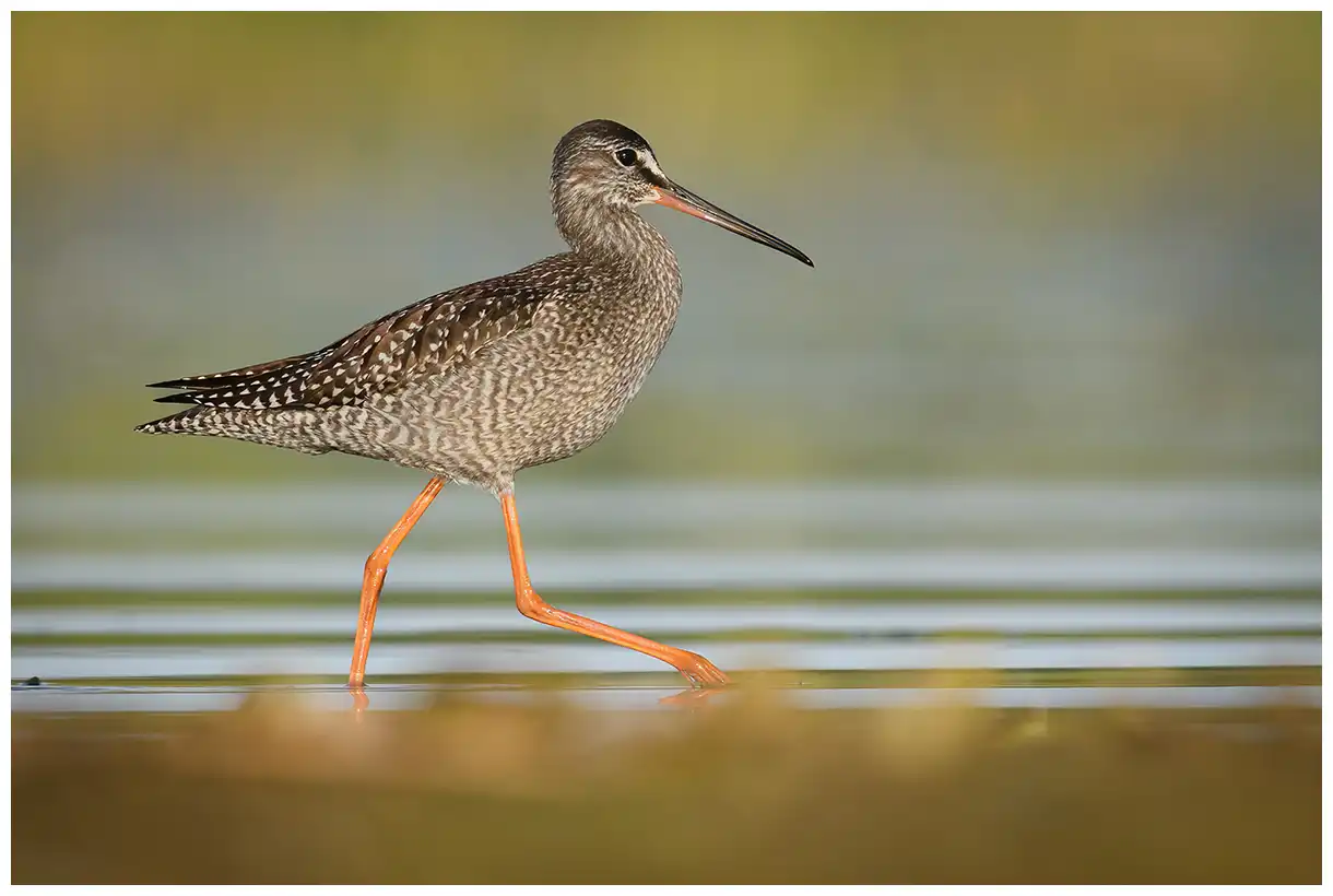 Dunkler Wasserläufer