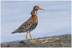 Kampfläufer