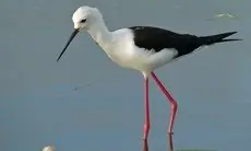 Stelzenläufer