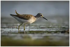 Bruchwasserläufer