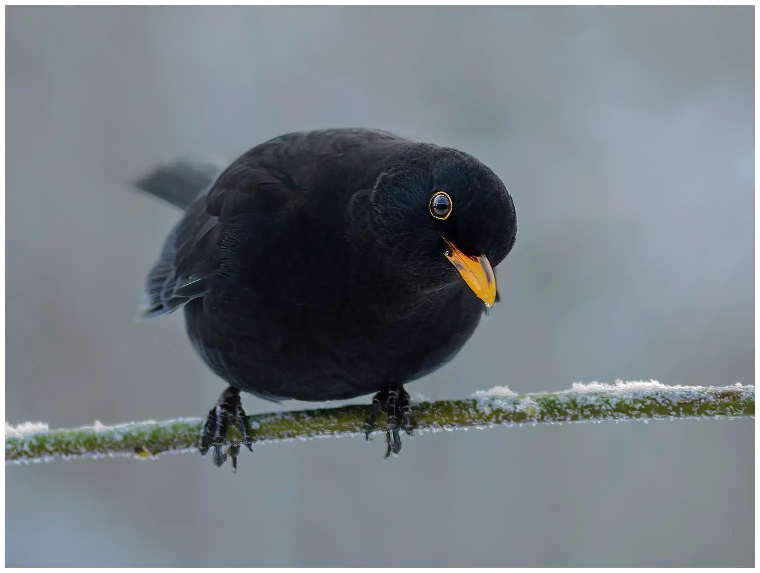 Amsel
