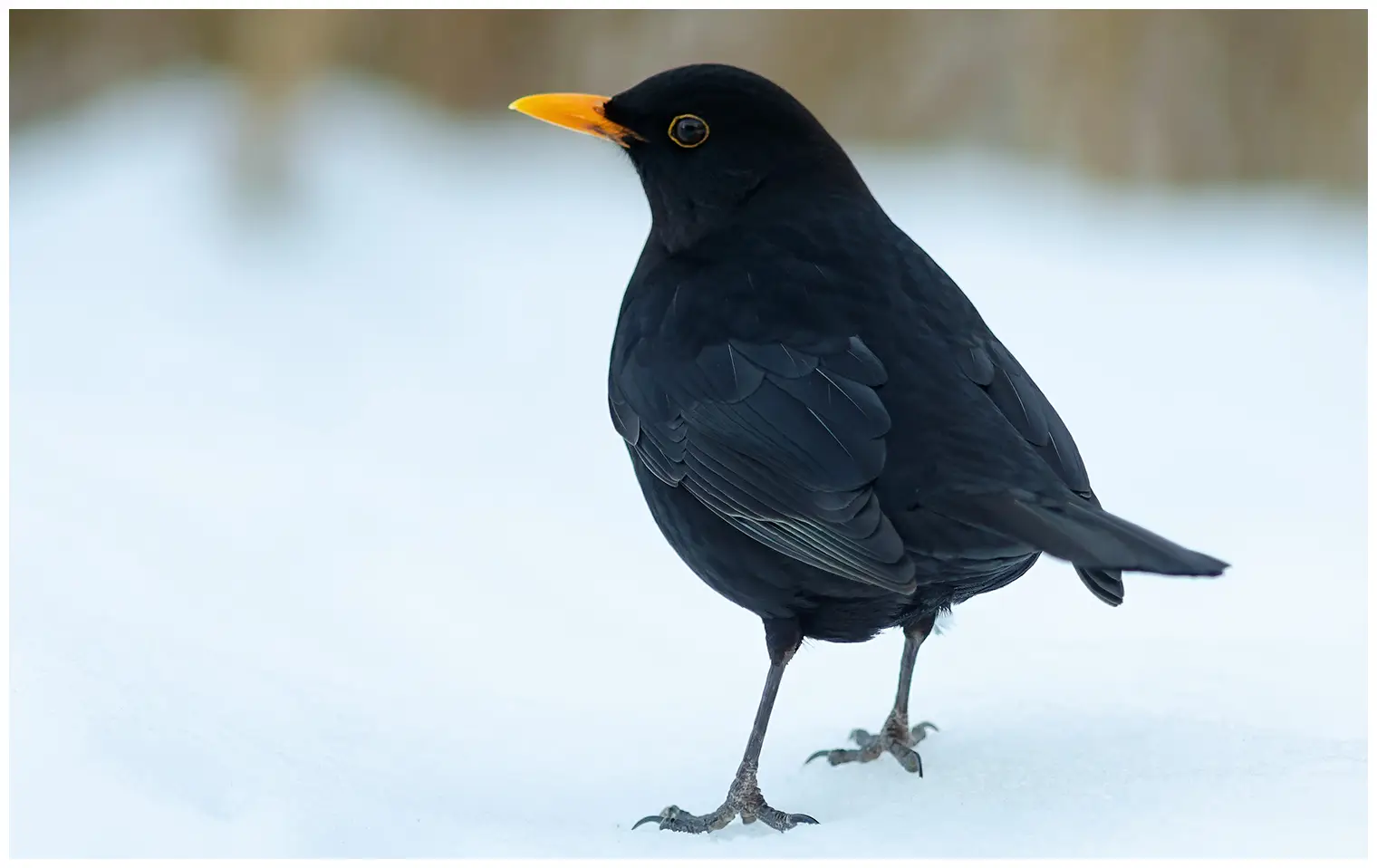 Amsel