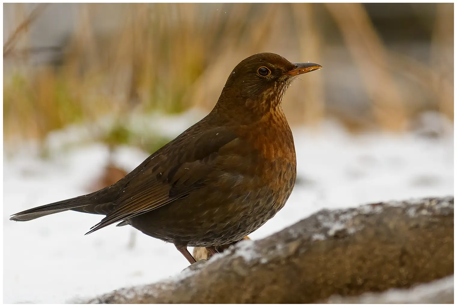 Amsel
