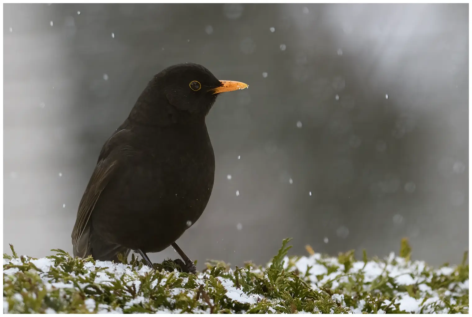 Amsel