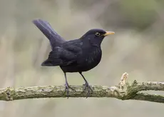 Amsel
