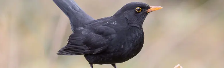 Amsel. Auf einem Ast sitzend, den Schwanz fast senkrecht in die Luft gerichtet. Deutlicher gelber Kreis um das Auge (Männchen).