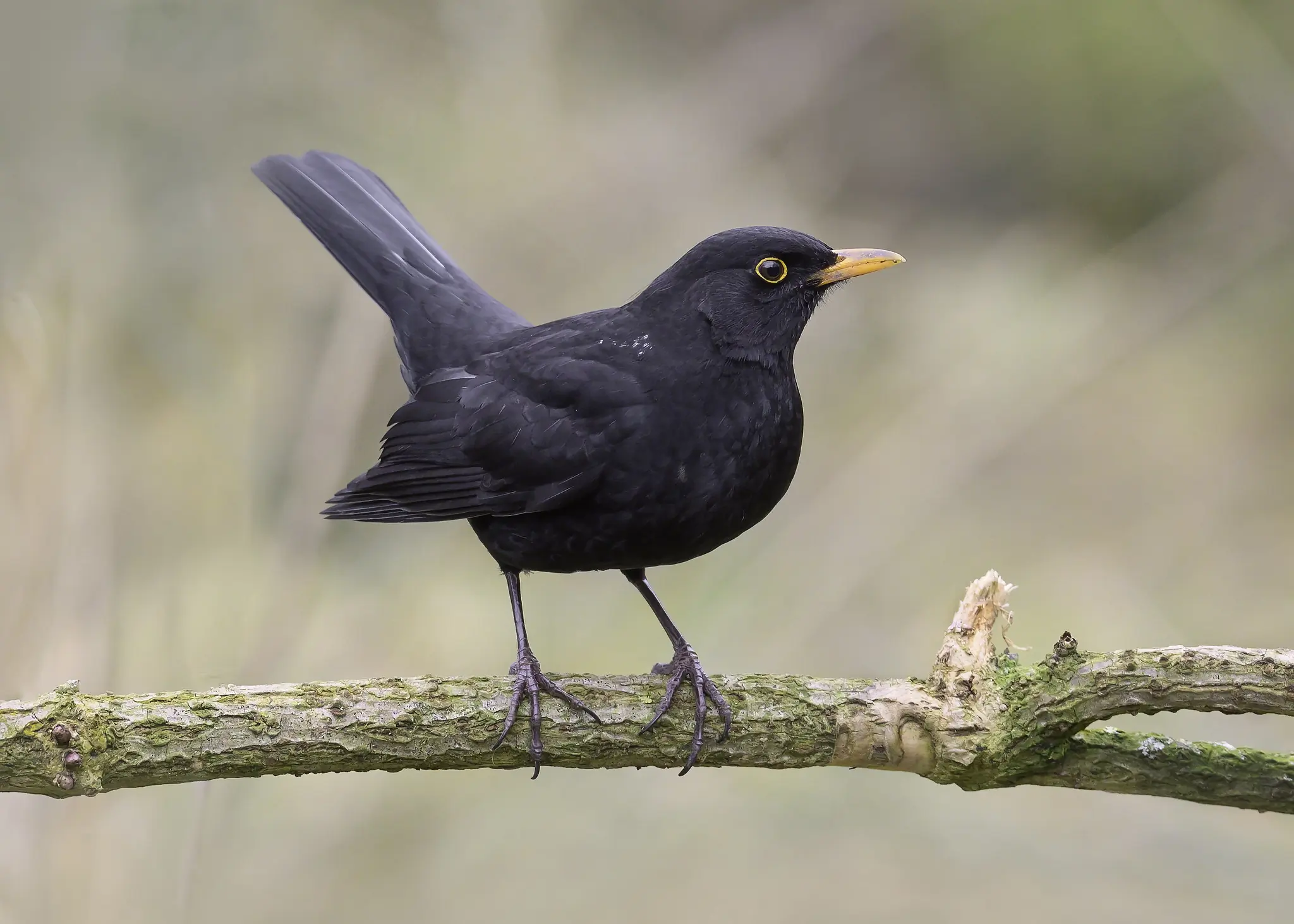 Amsel. Auf einem Ast sitzend, den Schwanz fast senkrecht in die Luft gerichtet. Deutlicher gelber Kreis um das Auge (Männchen).