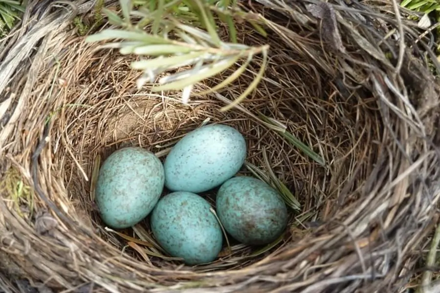 Amsel