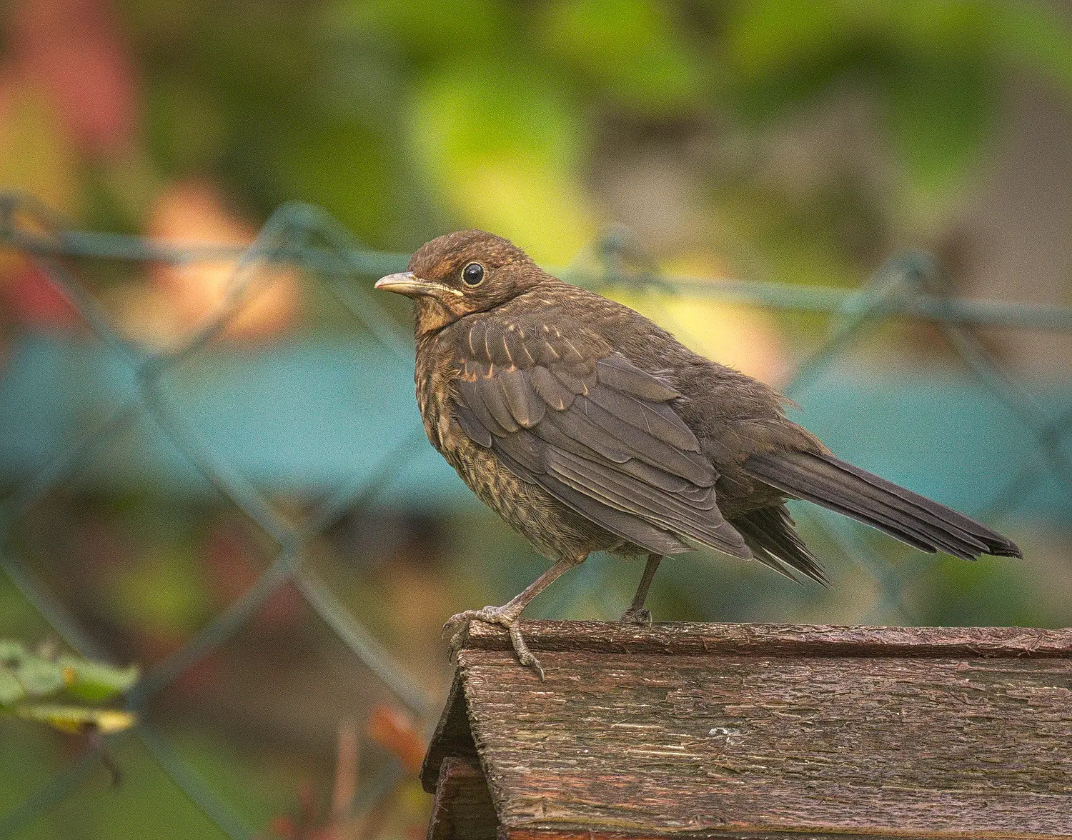 Amsel