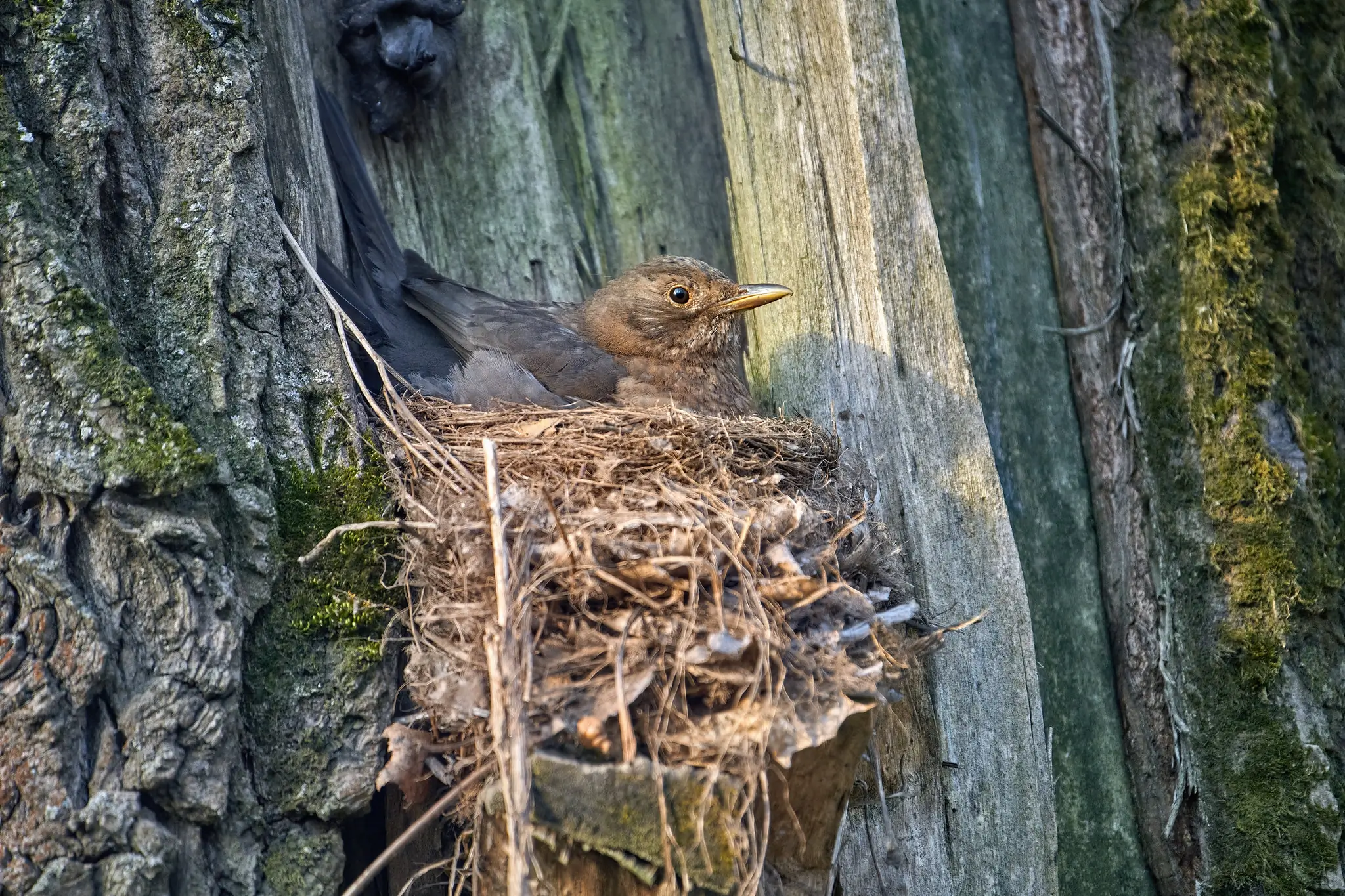 Amsel