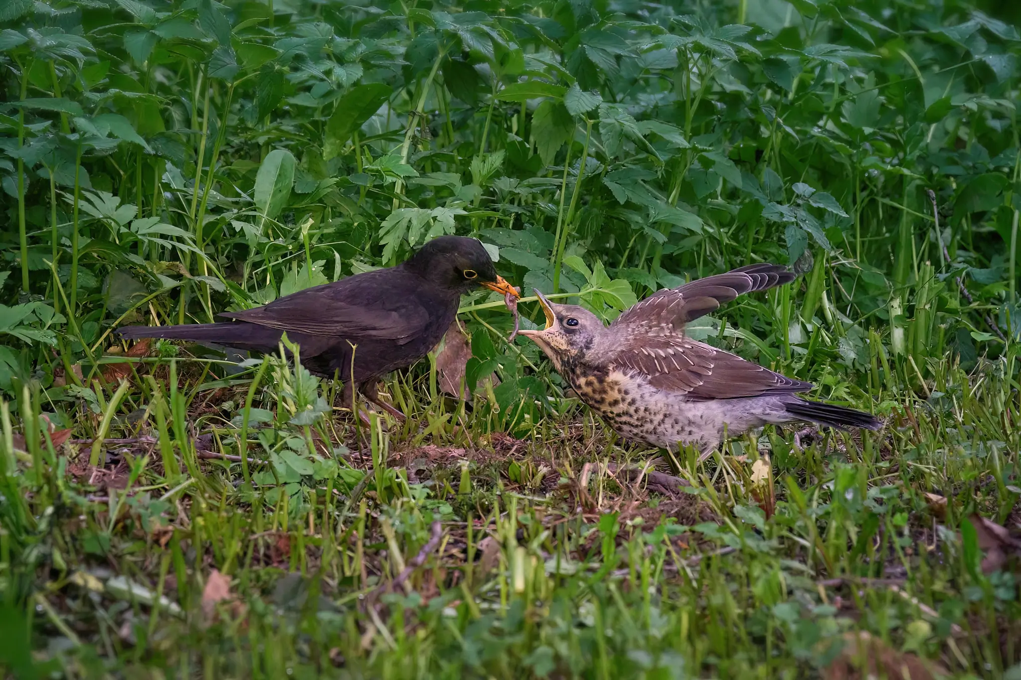 Amsel