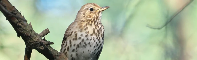 Singdrossel. Die Unterseite des Vogels ist hell mit dunklen Flecken. Die Flecken sind dreieckig, wie Pfeilspitzen.