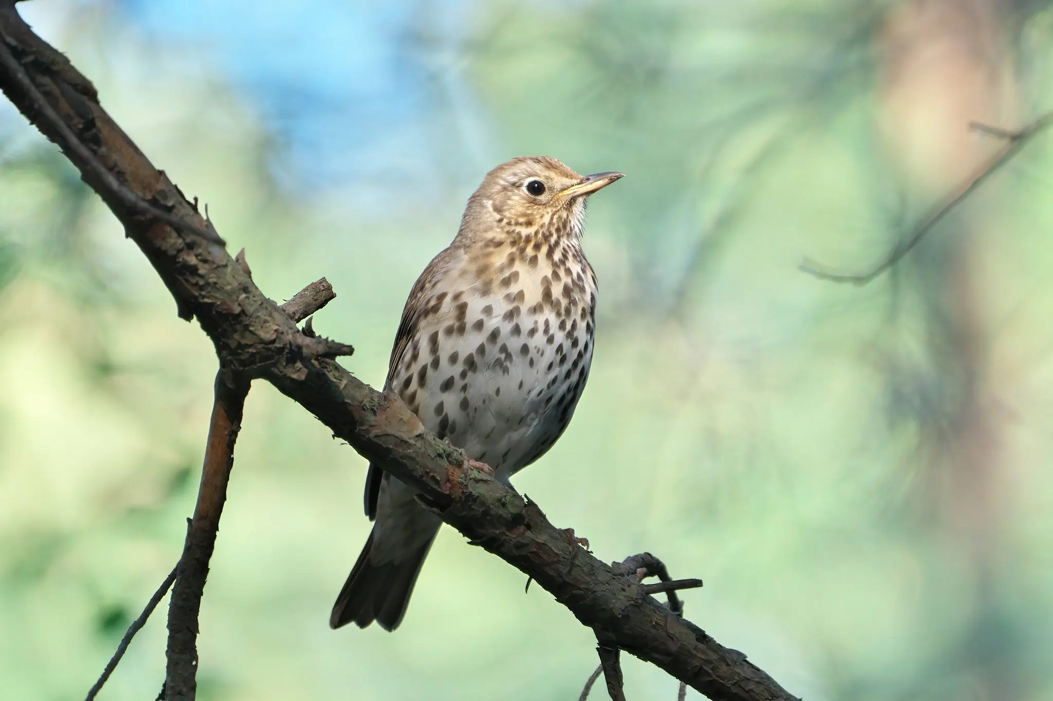 Singdrossel. Die Unterseite des Vogels ist hell mit dunklen Flecken. Die Flecken sind dreieckig, wie Pfeilspitzen.