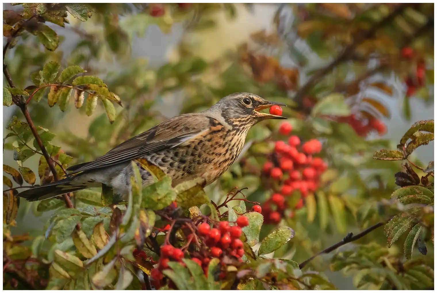 Wacholderdrossel