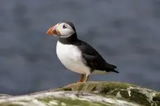 Papageitaucher