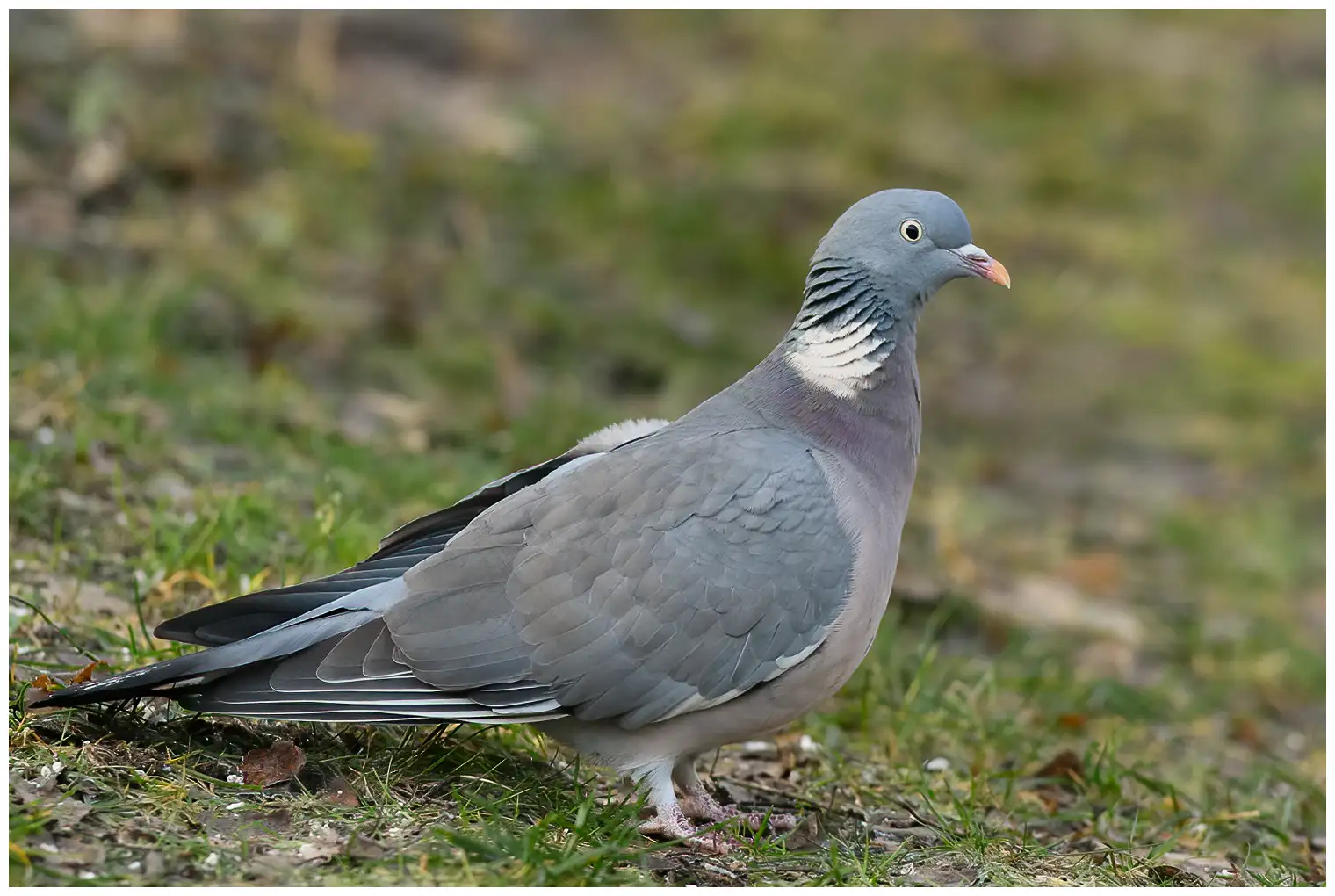 Ringeltaube