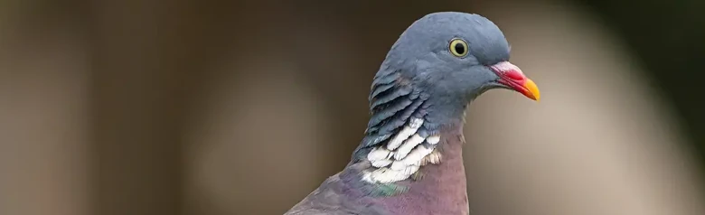 Ringeltaube. Hier auf einem Zweig zu sehen. Große Taube mit blaugrauen Farben und weißen Markierungen auf den Flügeln und am Hals.