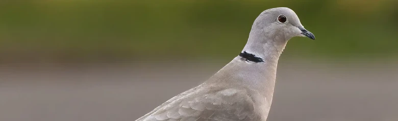 Türkentaube. Eine kleinere Taube, aber sehr elegant. Hier auf dem Boden stehend gesehen. Grauer Vogel mit schwarzem Nackenstreif.