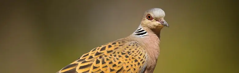Turteltaube. Auf einem Ast sitzend. Orangebraune, schwarz gesprenkelte Flügel. Schwarzer und weißer Streifen am Hals.