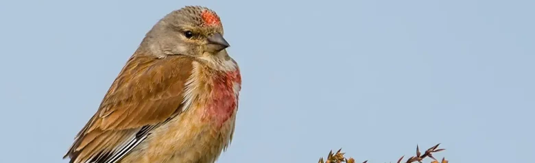 Bluthänfling. An der Spitze eines dornigen Busches. Rötlich-brauner Rücken und weiße Ränder auf den Flügeln. Zwei rote Brustflecken und eine rote Stirn.