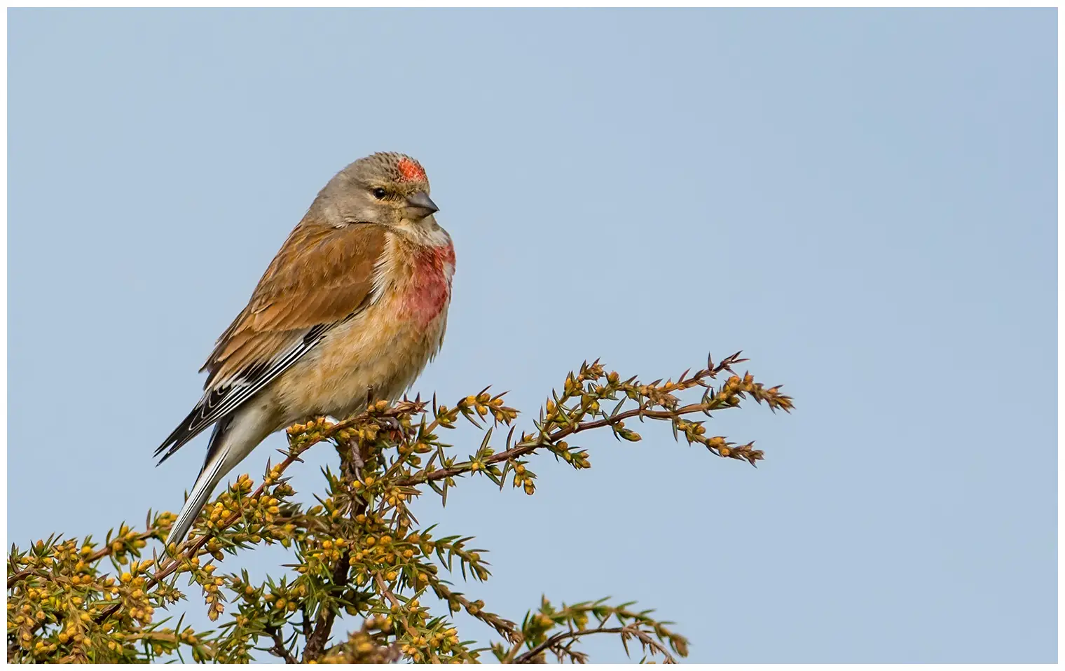 Bluthänfling. An der Spitze eines dornigen Busches. Rötlich-brauner Rücken und weiße Ränder auf den Flügeln. Zwei rote Brustflecken und eine rote Stirn.