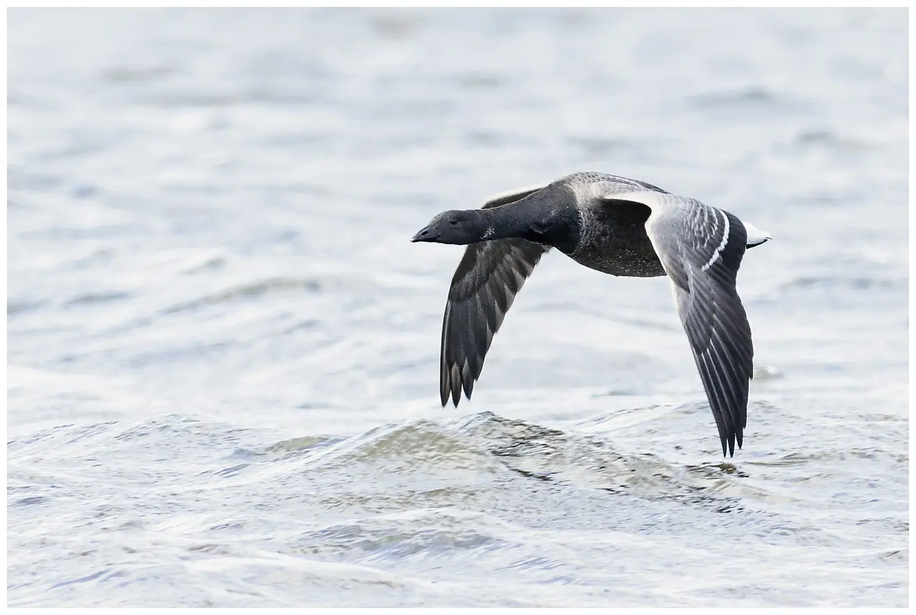 Eine Ringelgans fliegt über die Wasseroberfläche. Seine Flügel sind sehr nah am Wasser.
