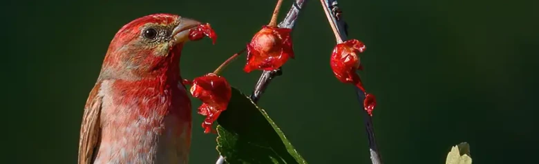 Karmingimpel. Frisst rote Beeren von einem Strauch. Karminroter Kopf, Brust und oberer Rumpf. Der Schnabel ist kräftig und kompakt.