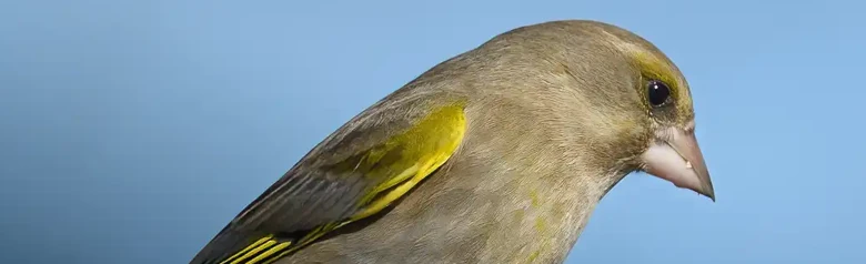 Grünfink. Der auf einem Ast sitzende Vogel ist ein kompakter, olivgrüner Fink mit einem kräftigen Schnabel und einem eher kurzen Schwanz.