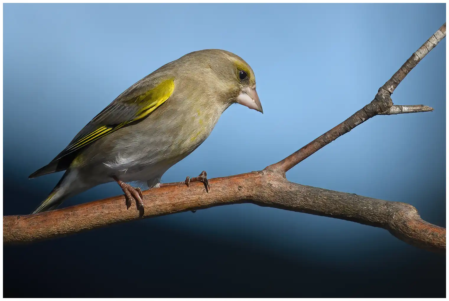 Grünfink. Der auf einem Ast sitzende Vogel ist ein kompakter, olivgrüner Fink mit einem kräftigen Schnabel und einem eher kurzen Schwanz.