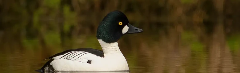 Man sieht eine Schellente auf der Wasseroberfläche liegen. Die Farben des Vogels und seine gelben Augen sind sehr deutlich.