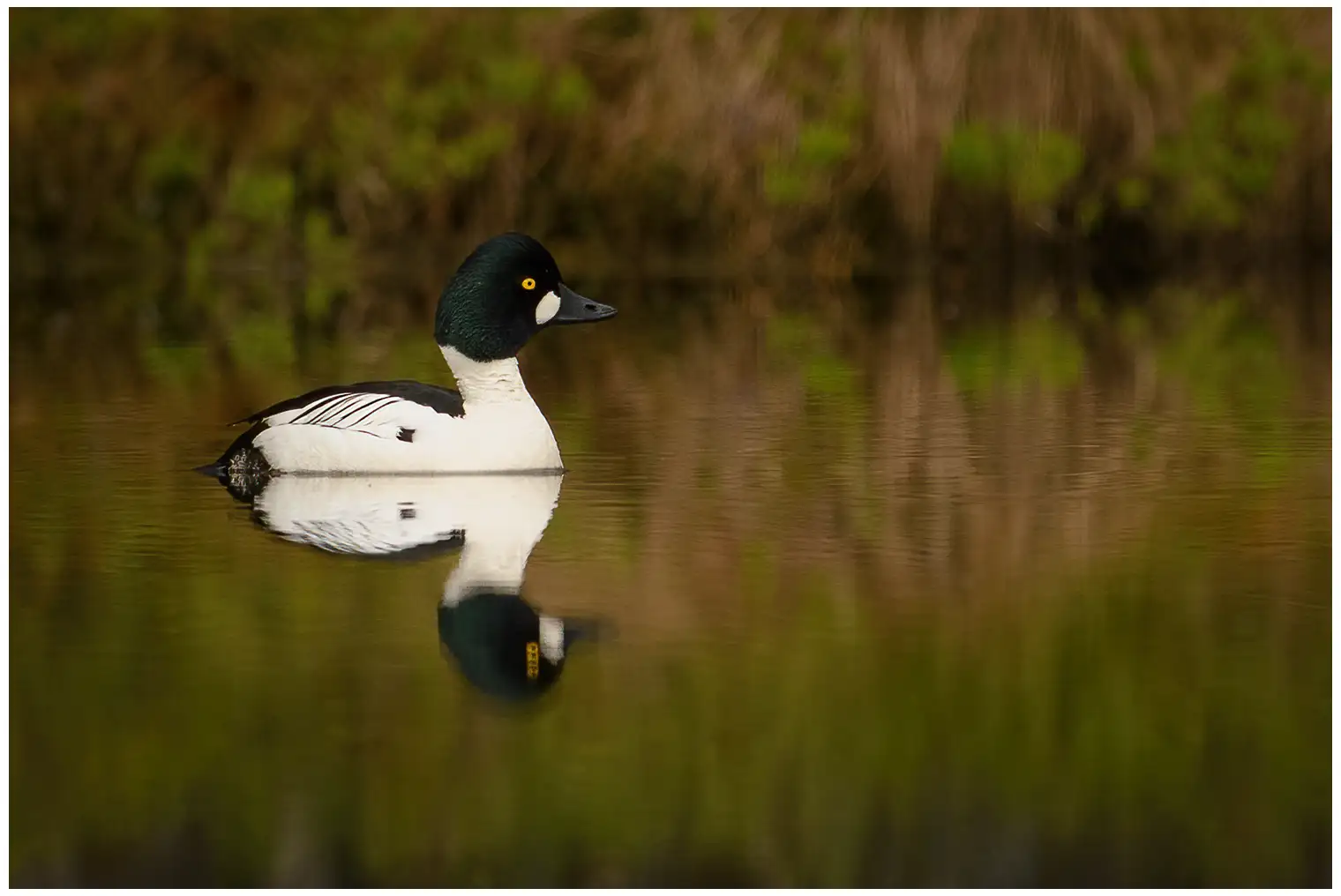 Man sieht eine Schellente auf der Wasseroberfläche liegen. Die Farben des Vogels und seine gelben Augen sind sehr deutlich.