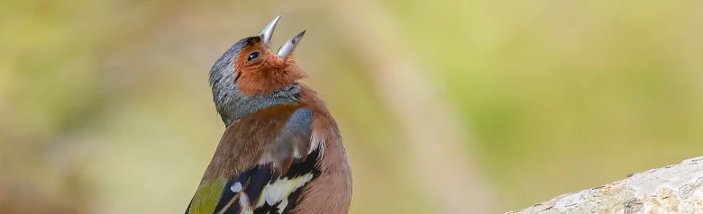 Buchfink. Ein Buchfink singt auf einem Zweig. Rötlich-brauner Körper, blaugrauer Kopf und weiße Flügelbinden.
